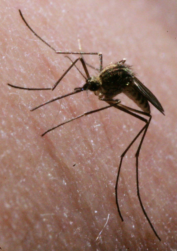 victoria secret bombshell mosquito repellent